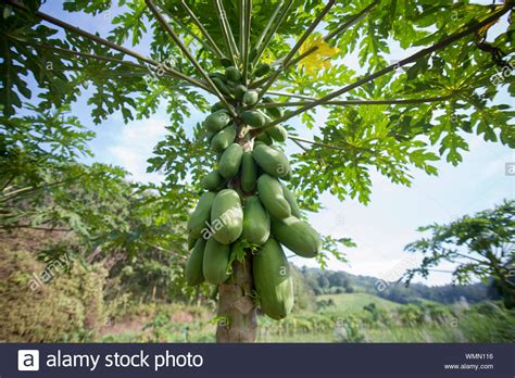 Papayas Growing On Pawpaw Tree Stock Photo Alamy
