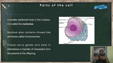 Cell Structure And Functions 8 Class Part 2 Youtube