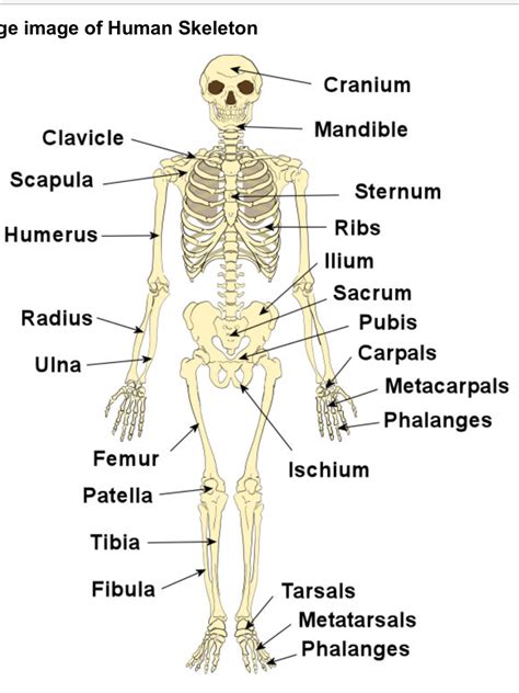 Human Skeleton With Labeled Bones