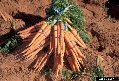 Carrot Daucus Carota Ssp Sativus