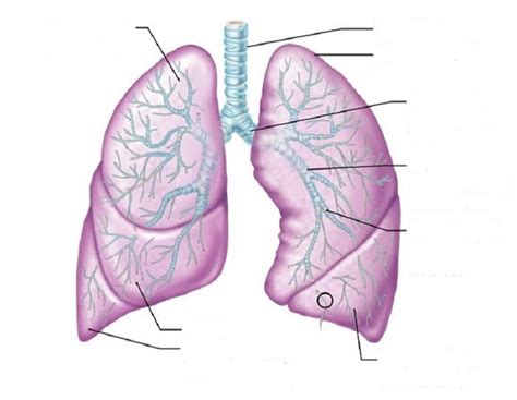 Diagrams Of Lungs Free 101 Diagrams