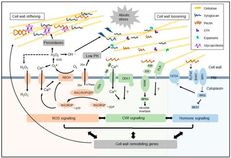 Plant, cell & environment is part of a pilot program with f1000research. Plants | An Open Access Journal from MDPI