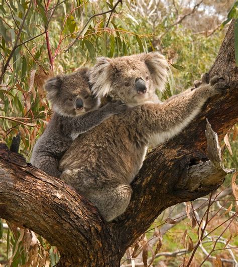 Did You Know A Baby Koala Is Called A Joey