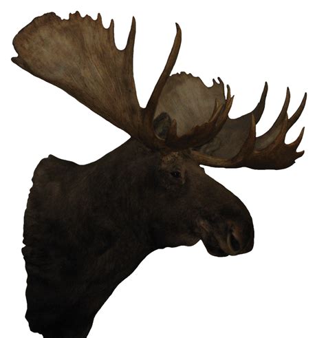 Moose Head Stock Png By Venicet On Deviantart