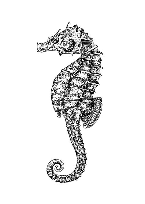Seahorse Drawing Easy At Explore Collection Of