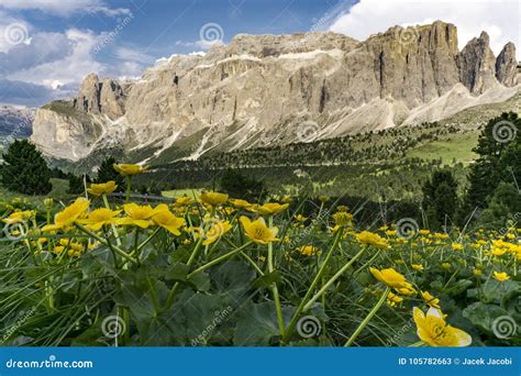 Beautiful Yellow Flowers On The Background Of The Dolomites Italy