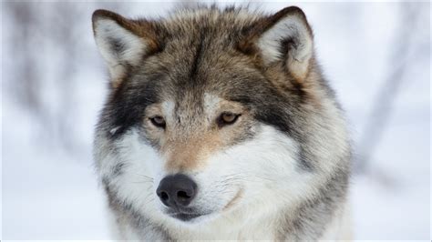 34 Winter Wolves Wallpaper Free Wallpapersafari