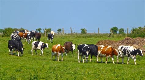 Dairy Producers Invited To Join Webinar On Jan 20 Morning Ag Clips