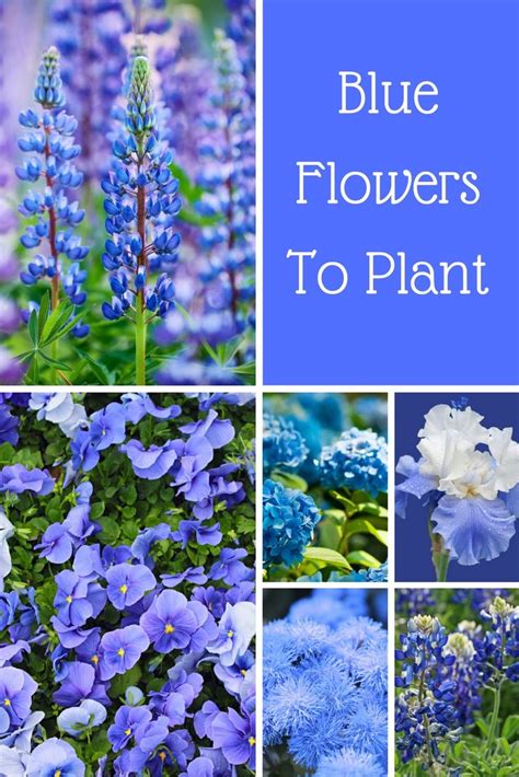Blue Flowers To Plant In Your Garden Yard Landscape Blue