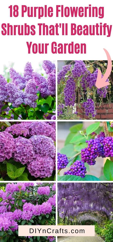 18 purple flowering shrubs that ll beautify your garden diy and crafts
