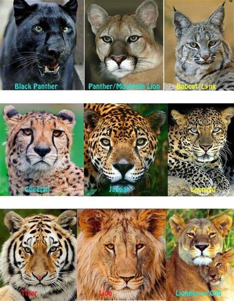 Lions Tigers Cheetahs Jaguars Leopards Black Panthers Cougars