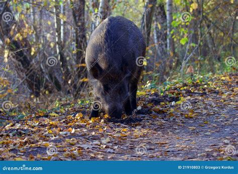 Wild Boar Foraging In Forest Stock Image Image Of Animal Leaf 21910803