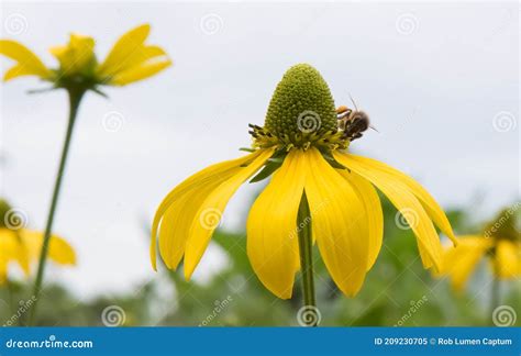 Pinnate Prairie Coneflower Ratibida Pinnata Flower With Honeybee