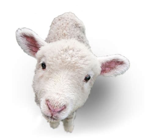 Sheep Goat Portable Network Graphics Image Lamb And Mutton Sheep Png