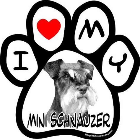 Imagine This 5 12 Inch By 5 12 Inch Car Magnet Picture Paw Mini Schnauzer By Imagine This