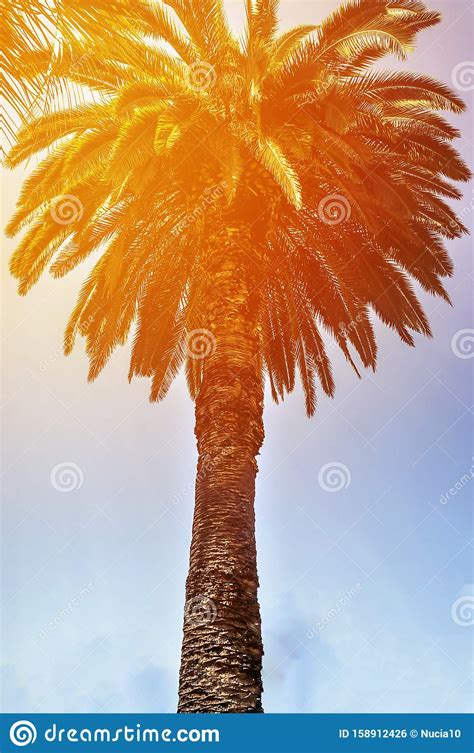 Tropic Palm Trees Against Sunset Sky. Silhouette Of Tall Palm Trees. Tropic Evening Landscape ...