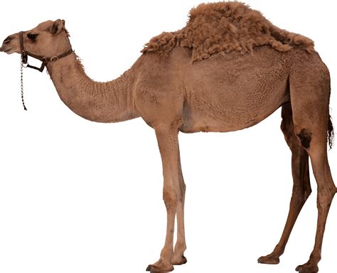 Most people do not realize that camels are very emotional animals with distinct personalities. Collection of Camel HD PNG. | PlusPNG