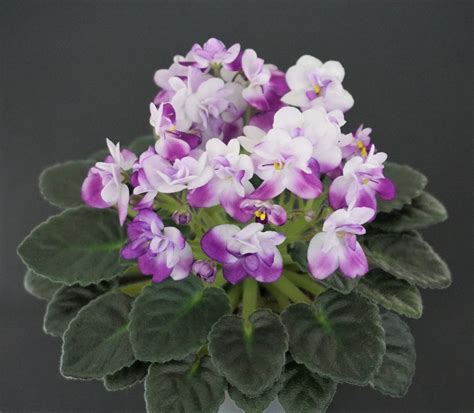 Hunter`s Hot Lips Kmuzalewski — Violetviol Plants