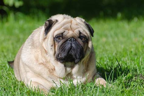 How To Understand If Your Dog Is Overweight