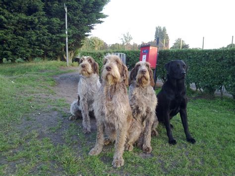 117 Best Italiano Spinone Images On Pinterest Italian Spinone