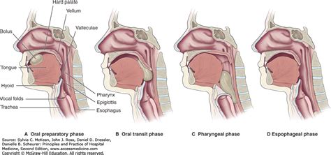 Swallowing Phases Speech Language Pathologists Speech And Language Speech Language Therapy