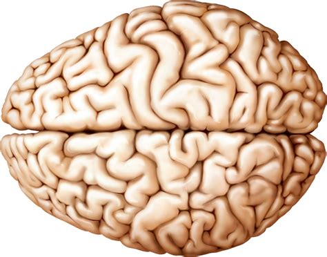 Brain Transparent Background Png Play