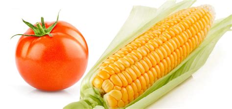 Corn And Tomatoes Kansas Living Magazine