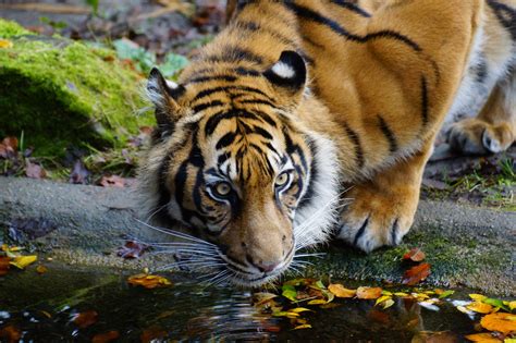 Wallpaper Portrait Water Nature Grass Tiger Germany