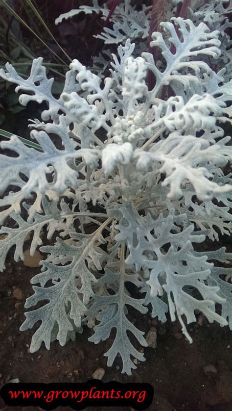 How To Prune Dusty Miller Youtube - Dusty Miller Plant: How To Grow and Care For Senecio Cineraria