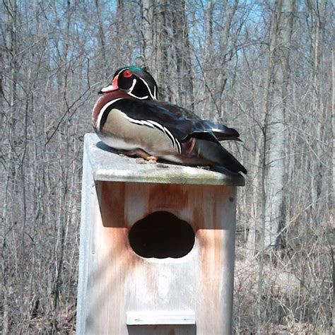 Wood Duck Nesting Box Full Door Cedar Etsy