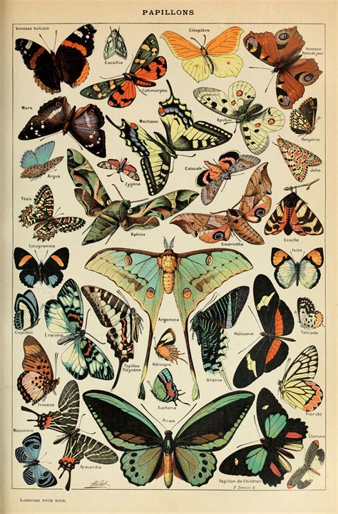 Butterfly Illustration Butterfly Poster Poster Wall Art