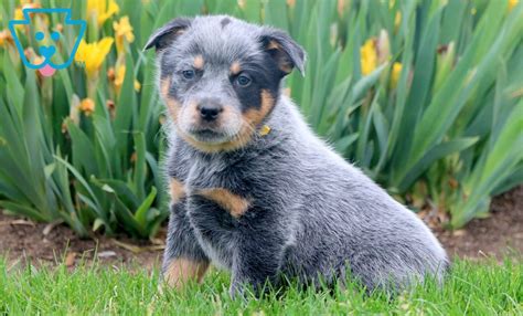 Slinky Australian Cattle Dog Blue Heeler Puppy For