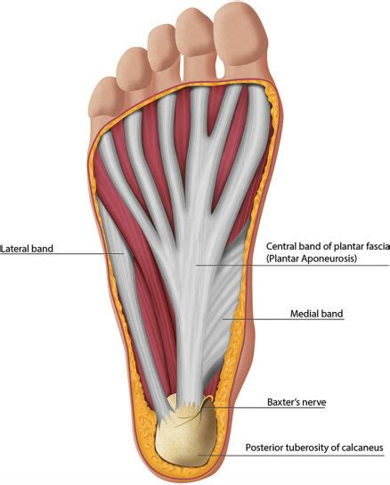 Anatomy Of The Plantar Aspect Of The Foot Demonstrating The Bands Of Download Scientific