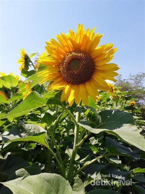 Foto Taman Bunga Matahari Yang Lagi Ngehits Di Kupang