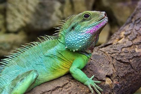 Chinese Water Dragon Care Guide And Prices Petsoid