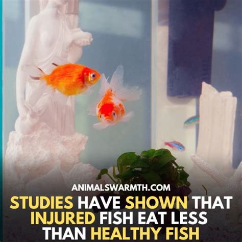 Do Fish Feel Pain 3 Common Myths About Fish Ruled Out