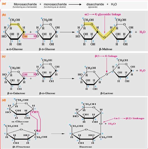 Disaccharide Formation A Formula For Disaccharide B Maltose Is