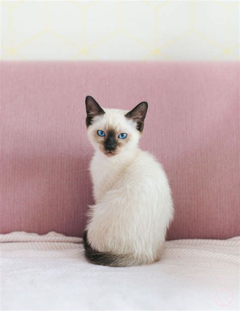 Pin By Carme Tlapalamatl On Cute In 2021 Ragdoll Kitten Cats