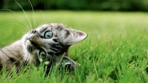 On this page you will find a lot wallpapers with 4k cat. Cute Kitten Desktop Wallpaper (60+ images)