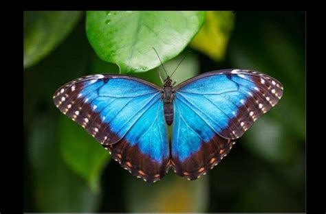 Blue Morpho Butterfly Facts Study Material