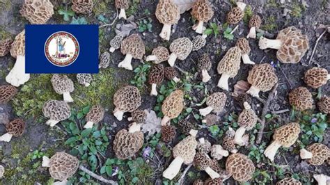 Where To Find Mushrooms In Virginia Mushroomstalkers