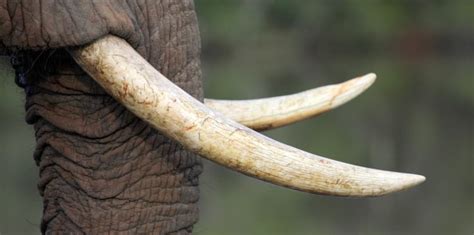 23 Fascinating Elephant Facts & World Records - Earth Life