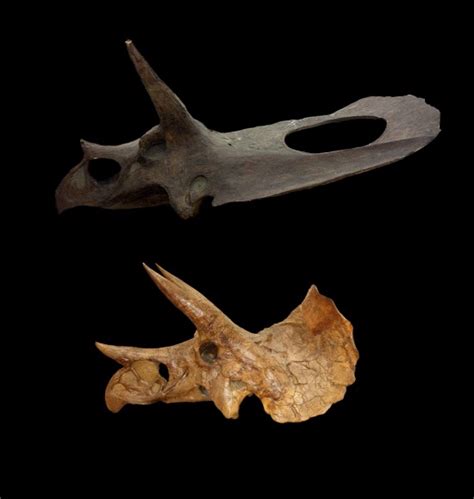 It had up to 800 teeth that were constantly being replenished, and were arranged in groups called batteries, with each battery having 36 to 40 tooth columns in each side of each jaw and three to five teeth per column, the evolution study notes. The Torosaurus Identity Crisis Continues | Science ...