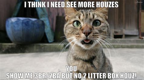 Cat Meme Quote Funny Humor Grumpy 91 Wallpaper