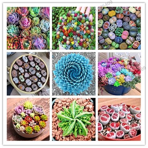 Buy 500 Pcs Bag Exotic Mini Succulent Cactus Rare