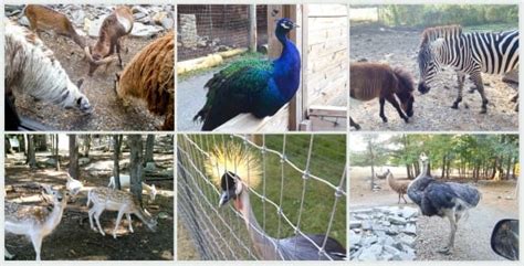 We fulfill this mission by educating our visitors, caring for our resident animals and supporting conservation organizations. Harmony Park Safari in Huntsville | Rocket City Mom