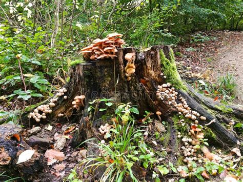 Mushrooms On Tree Stump In The Forest With Moss Stock Image Image Of