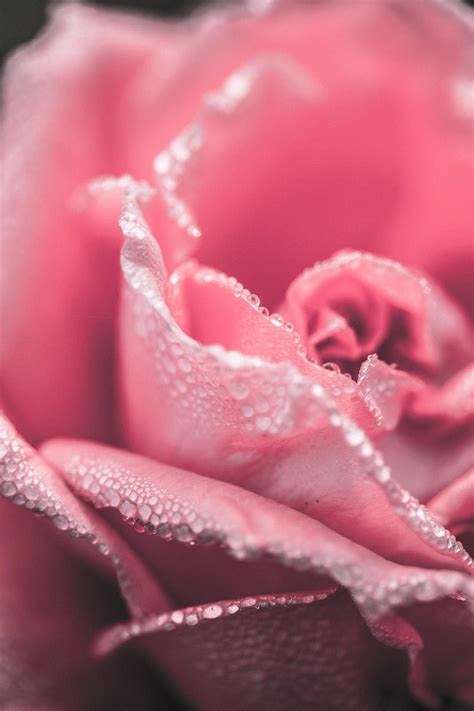 Pink Rose Close Up Flower Photography Flowers Photography Best
