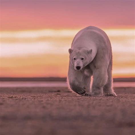 Bbc Earth On Twitter Big Boy Incoming ⁣ ⁣ Polar Bears Ursus