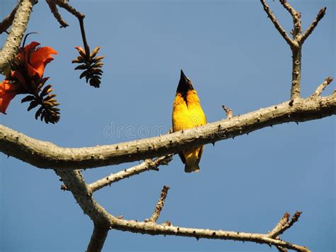 Yellow Bird Sitting On A Branch Stock Photo Image Of Natureza Blue
